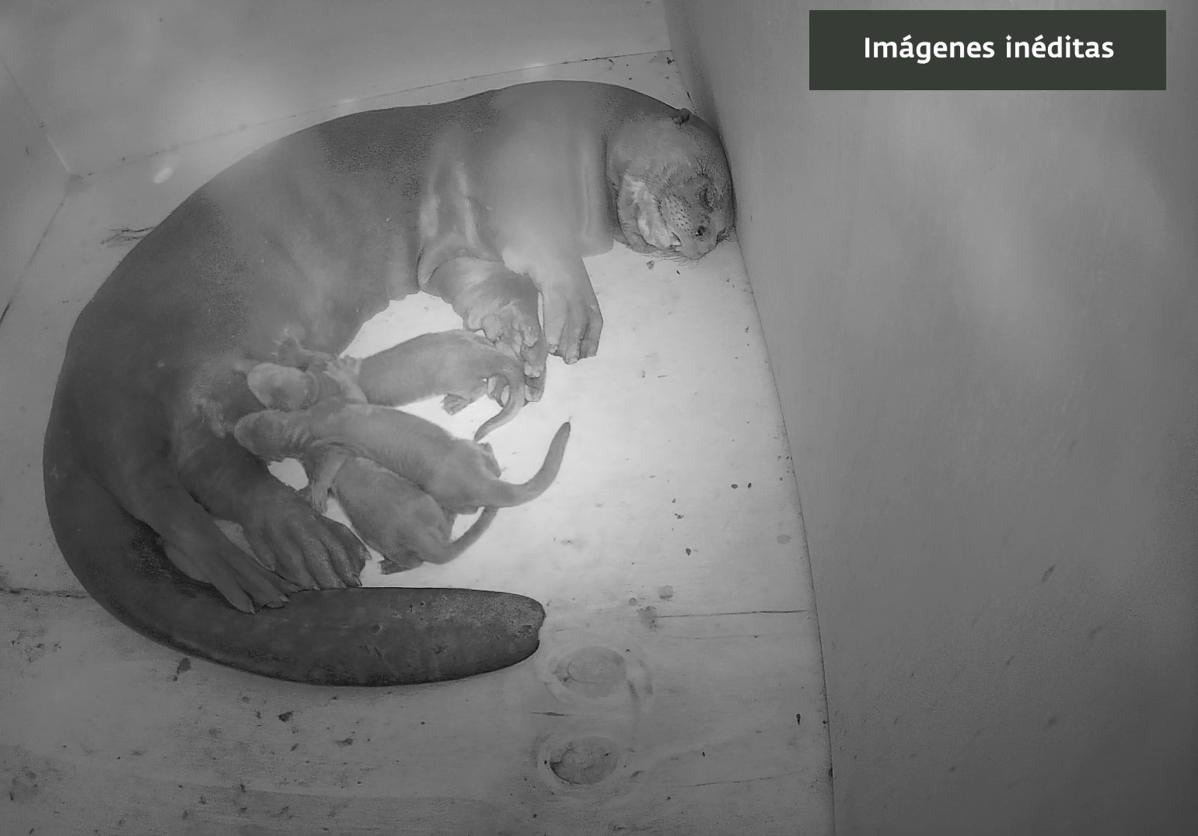 Die Riesenotterbabys mit ihrer Mutter.
