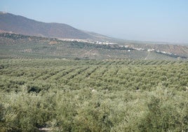Ein wahres Meer aus Olivenbäumen erwartet Sie in den Dörfern der Sierra Norte de Málaga.