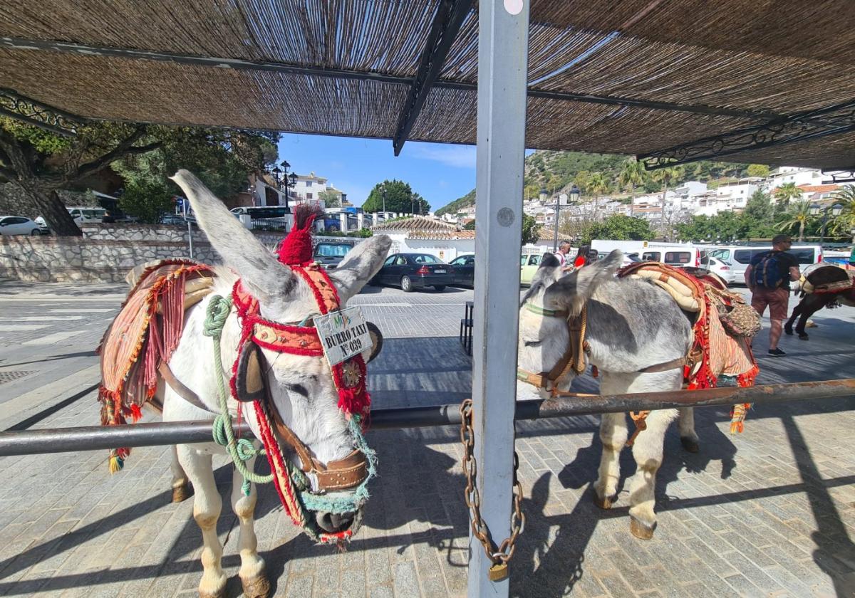 Eseltaxi auf der Plaza Virgen de la Peña in Mijas Pueblo.