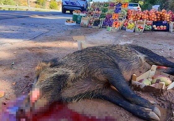 Ein totes Wildschwein nach einem Verkehrsunfall im Oktober vergangenen Jahres zwischen Churriana und Alhaurín.