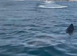 Der Hai vor der Küste Marbellas