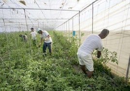 Migranten und Saisonarbeiter 2017 auf einer Plantage in Albuñol (Granada).