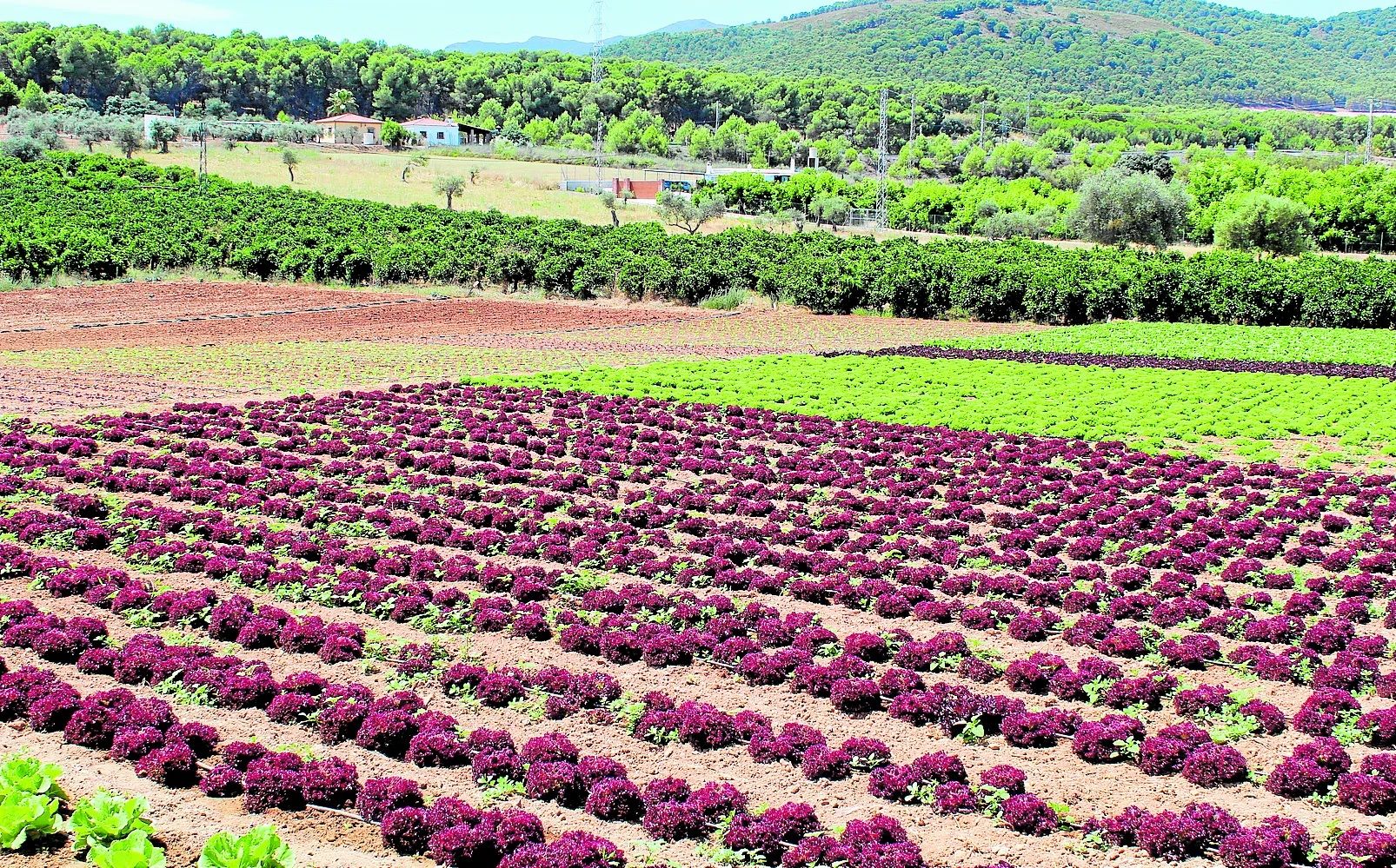 Schäden an Bewässerungskanälen bedrohen die Landwirtschaft im Guadalhorce-Tal