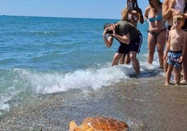 Die Schildkröte Gloria wird in Torremolinos ins Meer entlassen.