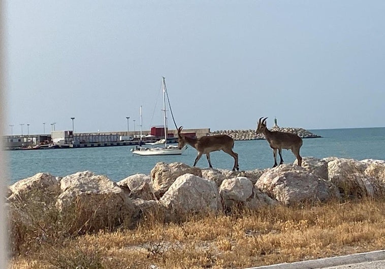 In aller Seelenruhe spazierten die Bergziegen vom Strand von San Andrés zum Hafen.