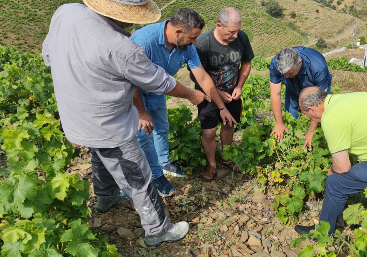 Besorgnis über eine Pilzkrankheit in den Weinbergen der Axarquia