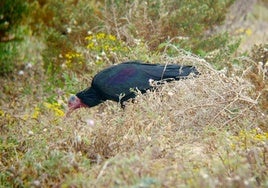 Wilder Waldrapp im Marokko.
