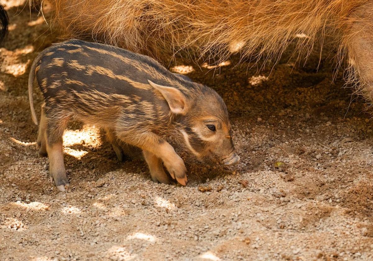 Das Ferkel mit seiner Mutter.