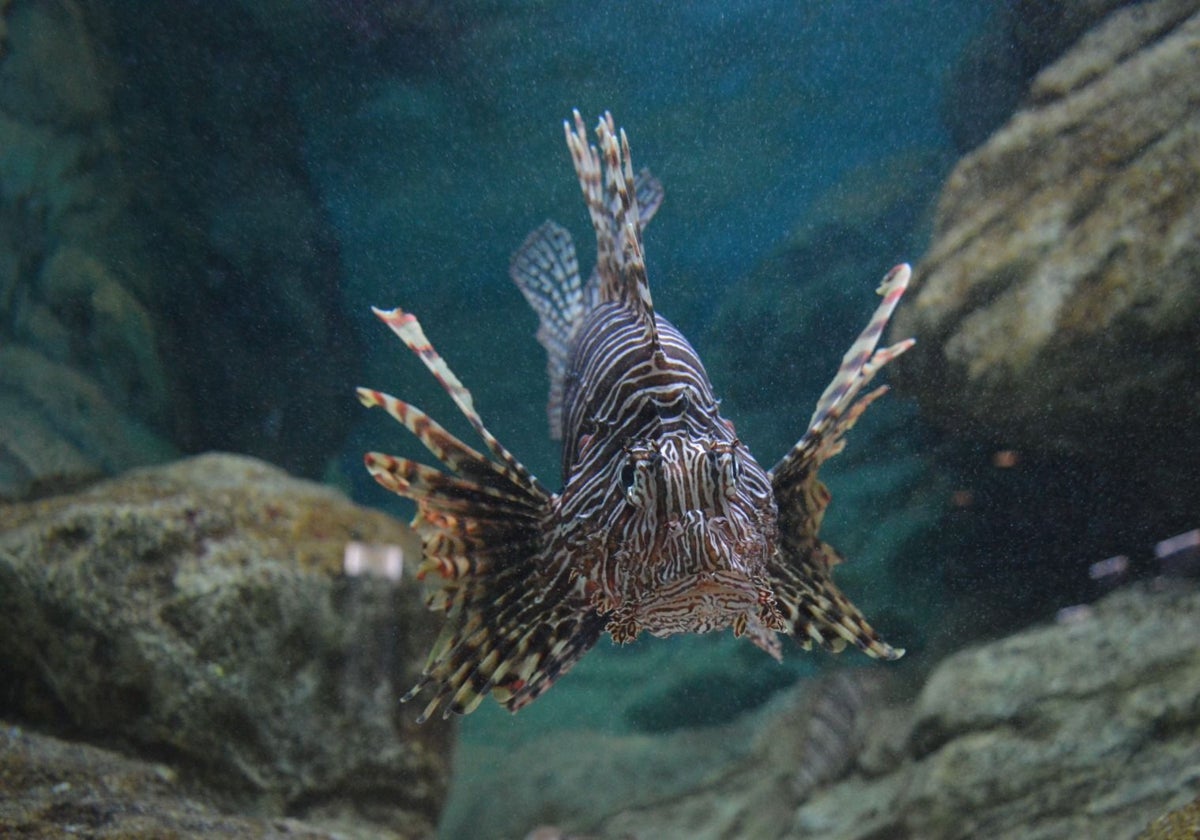 Rotfeuerfisch, eine der tropischen Arten, die bereits im Alborán-Meer entdeckt wurden.