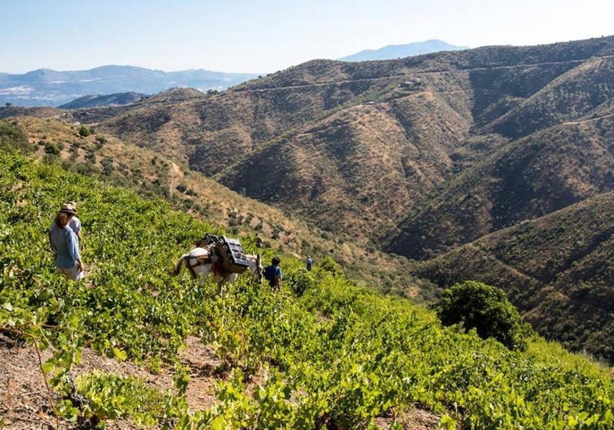 Einer der Weinberge von Victoria Ordóñez und Söhnen in der Nähe des Santopitar-Gipfels.