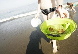 Quallenalarm an den Stränden von Málaga: zwei gelbe Flaggen in der Provinzhauptstadt und mehrere Sichtungen an der Küste