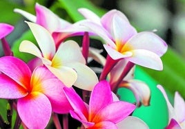 Die rosafarbene Plumeria strömt einen intensiven Duft aus. :: b. Lavalle