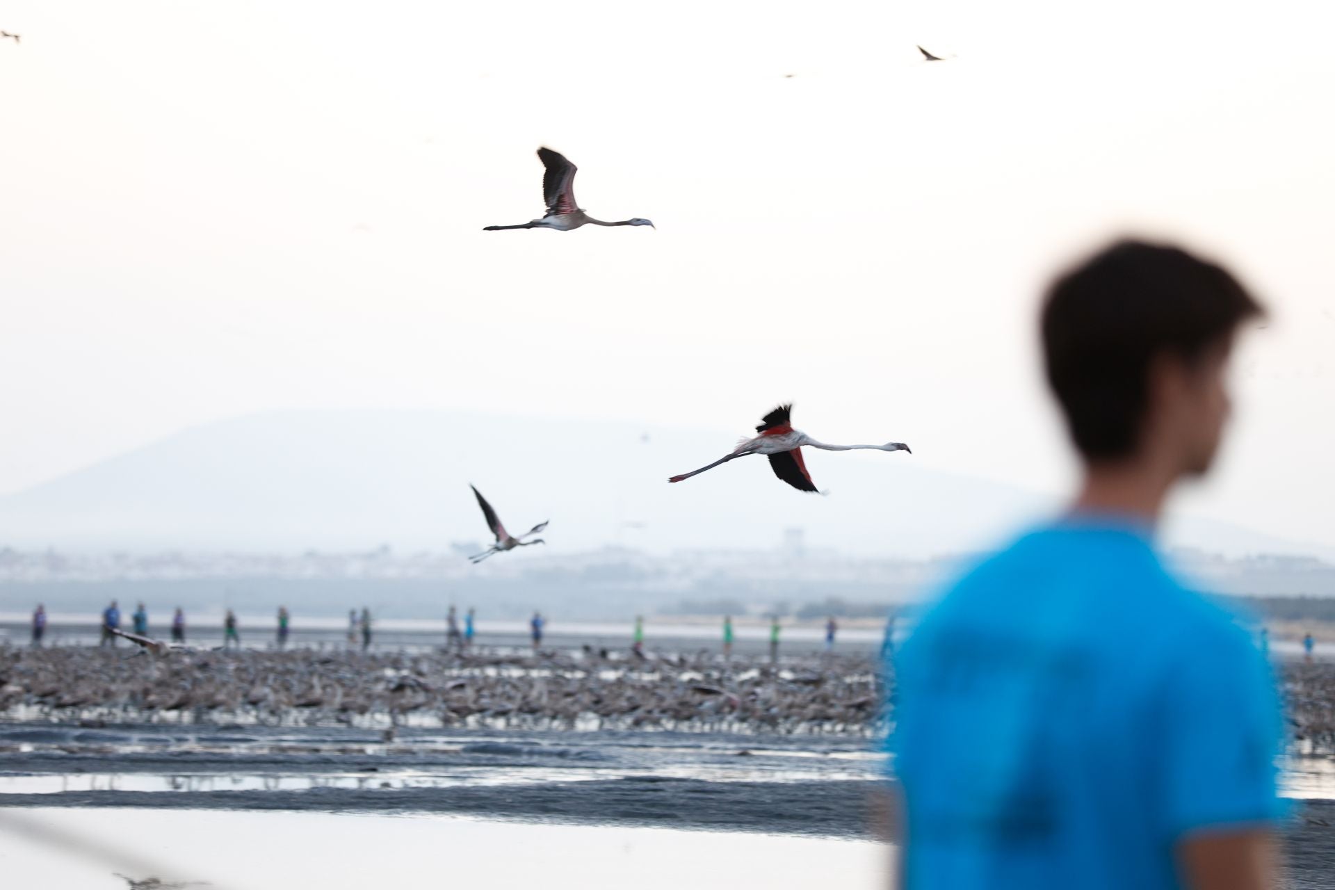 Das Beringen der Flamingo-Jungvögel kehrt nach Jahren der Trockenheit wieder nach Fuente de Piedra zurück