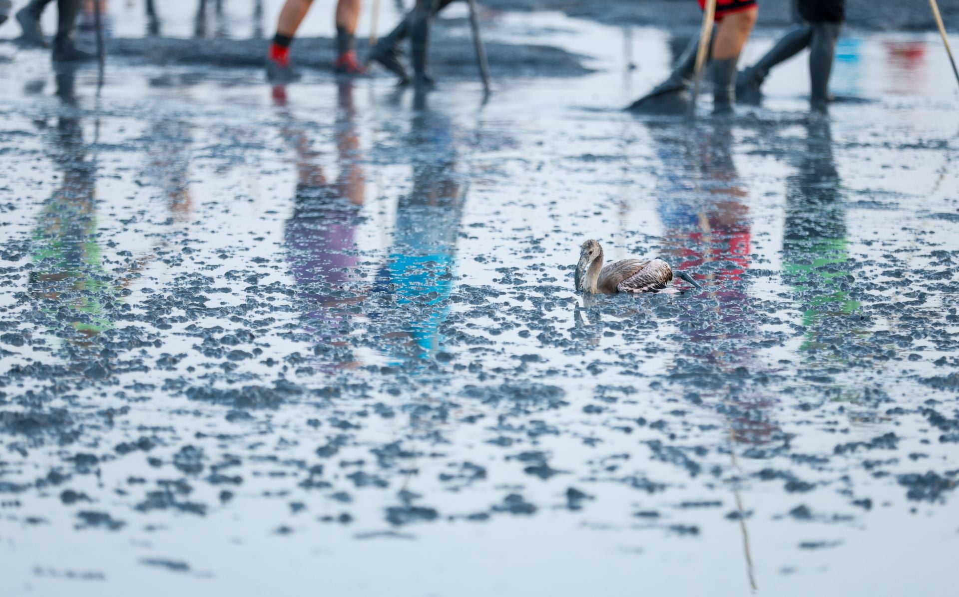Das Beringen der Flamingo-Jungvögel kehrt nach Jahren der Trockenheit wieder nach Fuente de Piedra zurück