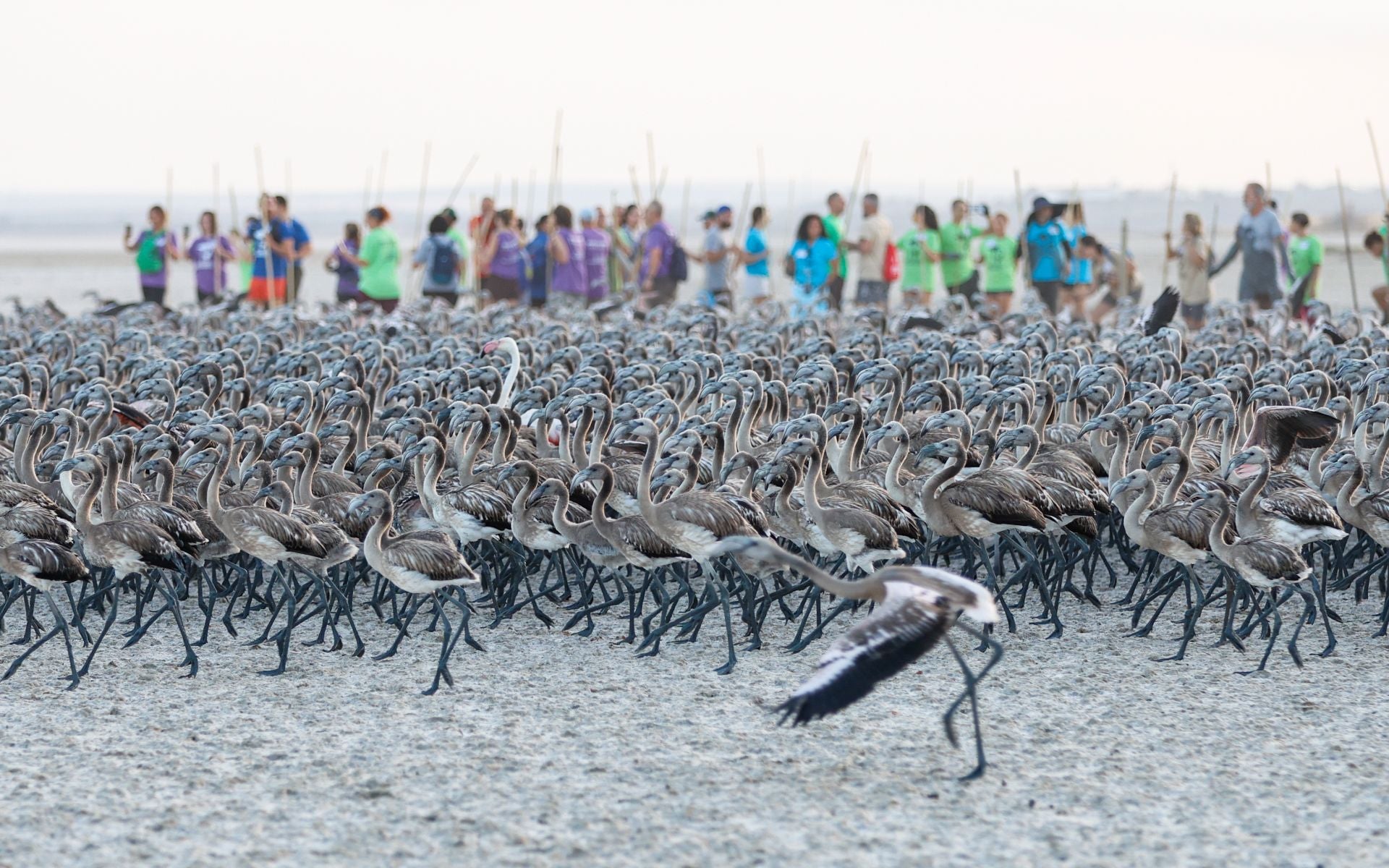 Das Beringen der Flamingo-Jungvögel kehrt nach Jahren der Trockenheit wieder nach Fuente de Piedra zurück