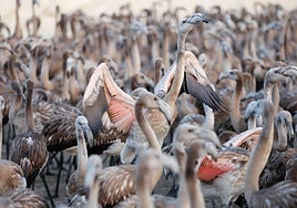 Das Beringen der Flamingo-Jungvögel kehrt nach Jahren der Trockenheit wieder nach Fuente de Piedra zurück