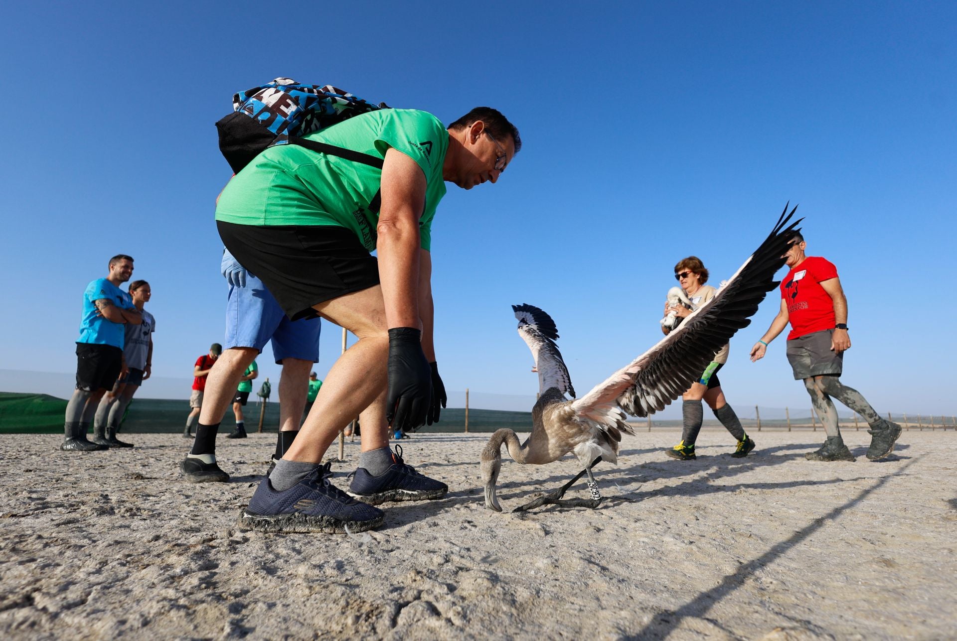 Das Beringen der Flamingo-Jungvögel kehrt nach Jahren der Trockenheit wieder nach Fuente de Piedra zurück