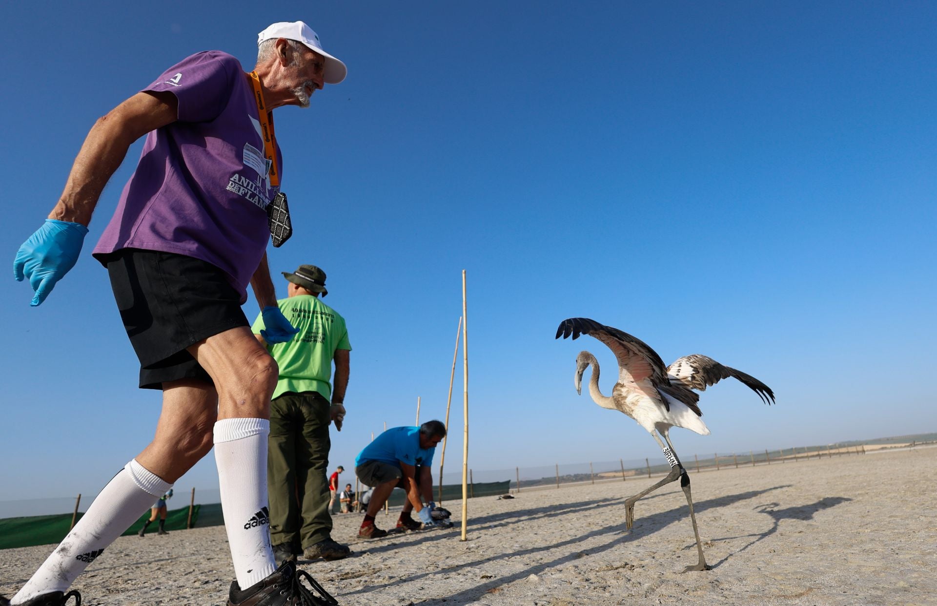 Das Beringen der Flamingo-Jungvögel kehrt nach Jahren der Trockenheit wieder nach Fuente de Piedra zurück