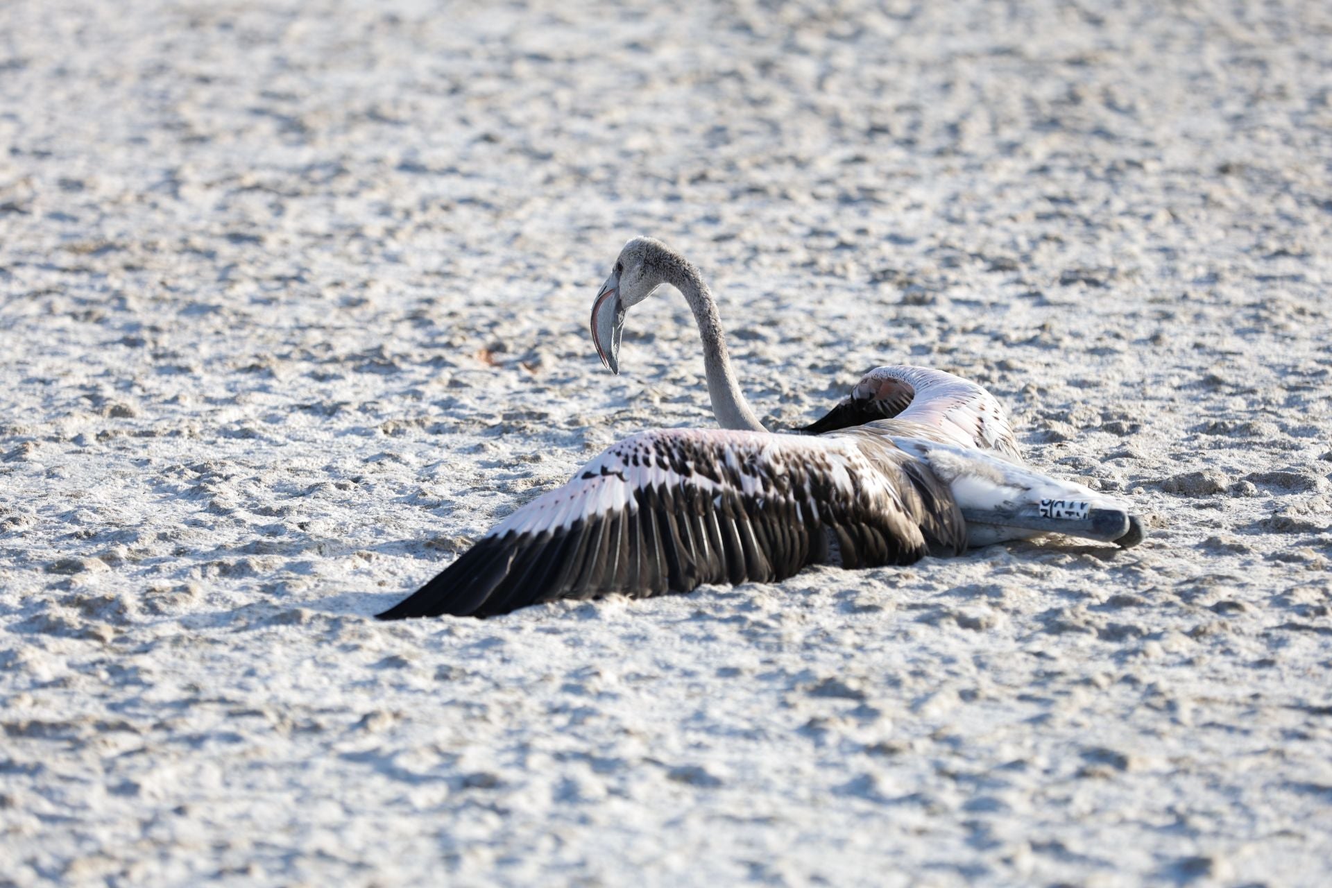 Das Beringen der Flamingo-Jungvögel kehrt nach Jahren der Trockenheit wieder nach Fuente de Piedra zurück