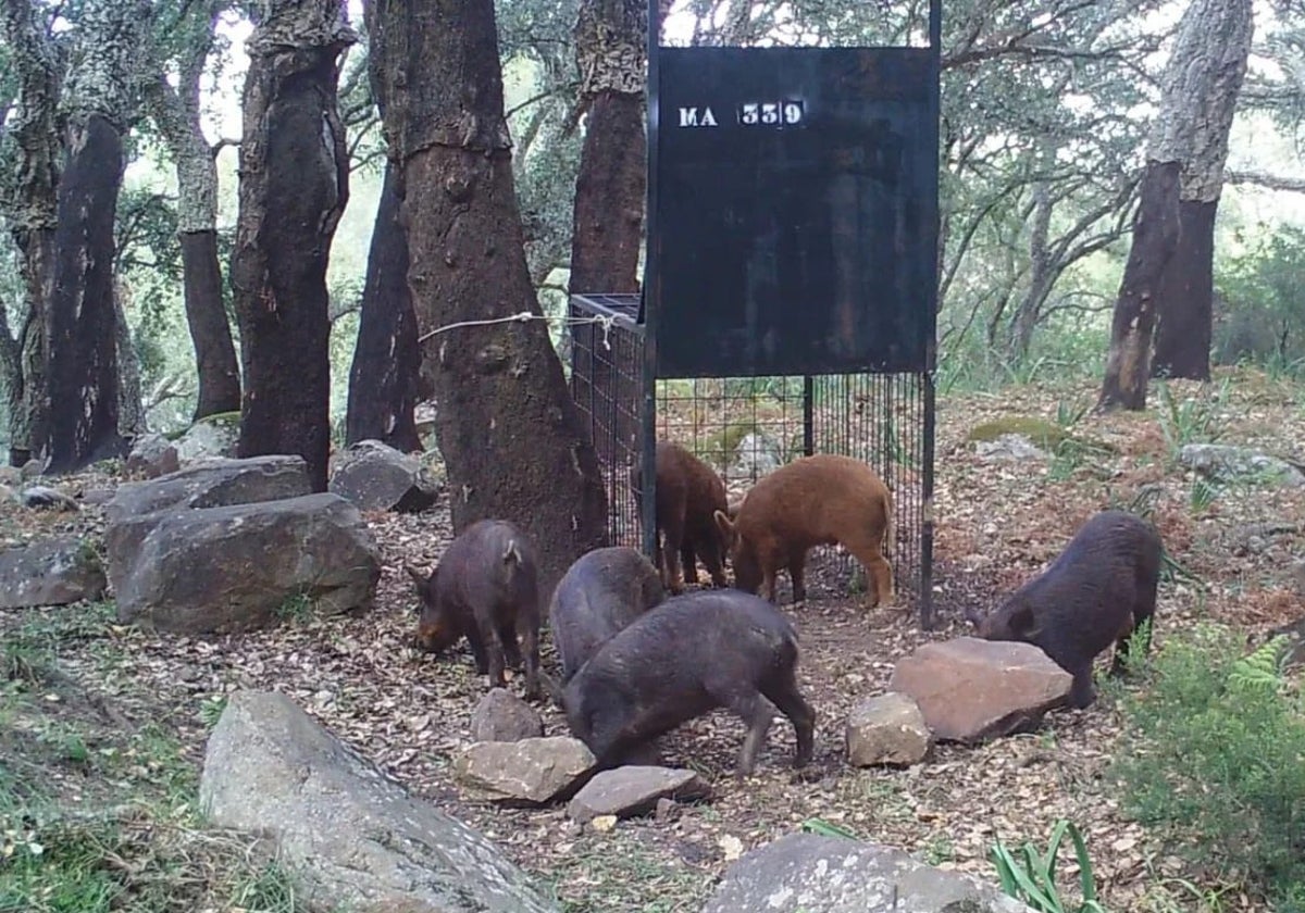 Wildschweine an einer aufgestellten Falle in Benalmádena.