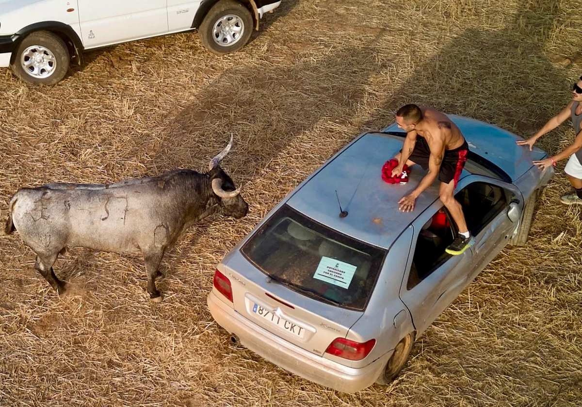 Der gequälte Stier nähert sich einem Auto.