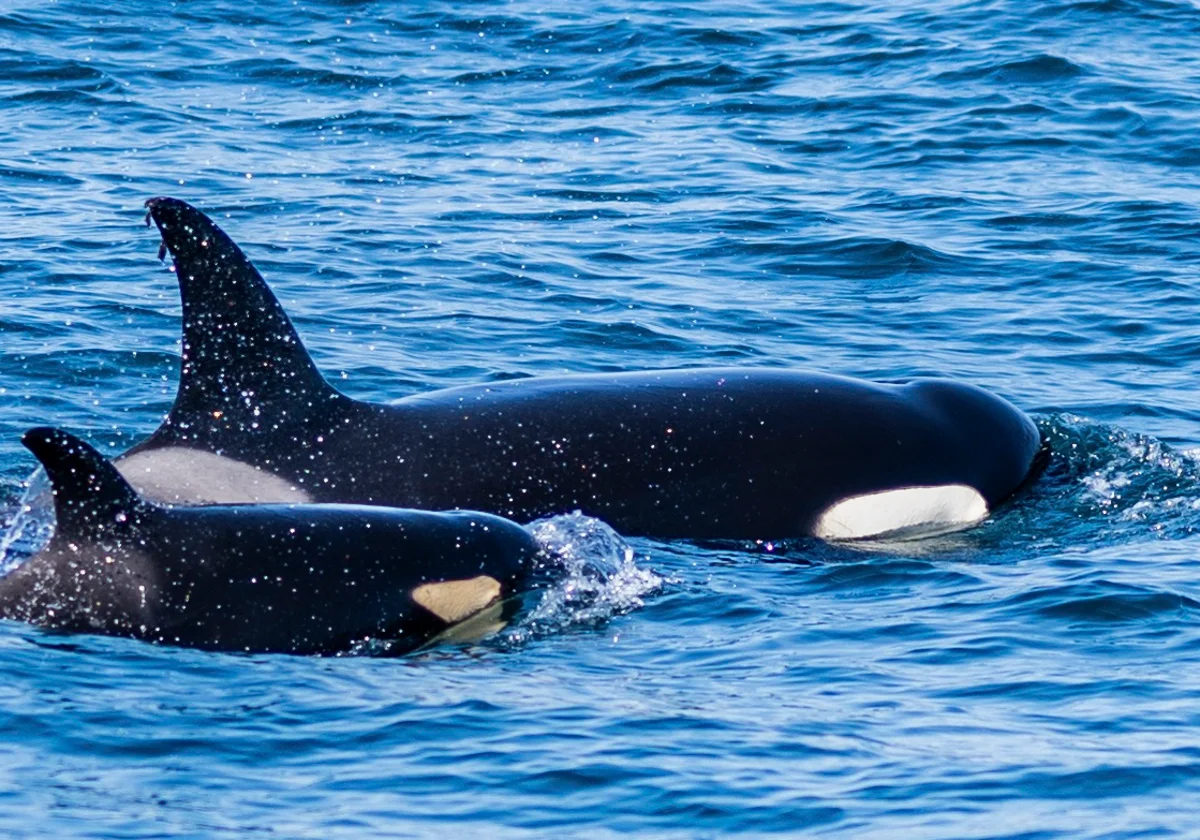Im Gebiet vor Gibraltar soll es nur noch maximal 35 Exemplare der Orca Ibérica geben.