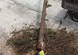 Fällung des Baumes in der Avenida de España.
