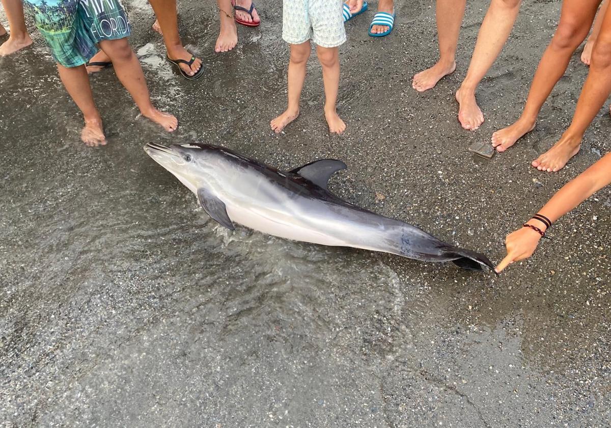 Toter Delphin am Strand von Salobreña gefunden