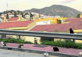 «Außer Kontrolle geratene» Katzenkolonie verärgert Anwohner in Rincón de la Victoria