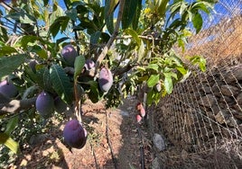 Mangos auf einer Plantage in der Axarquía.