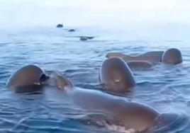 Grindwale in La Herradura.