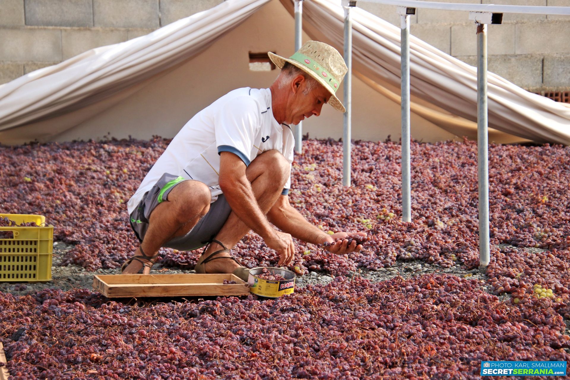 Imagen principal - Rosinenlese auf der Finca von Paco Ríos Lozano.