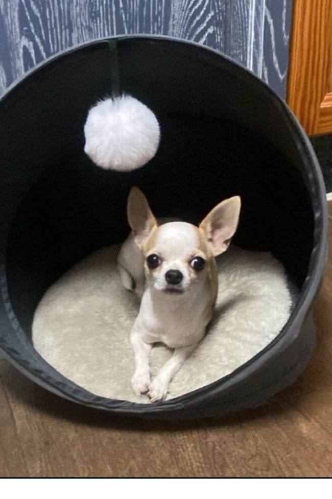 Ein aktuelles Foto der Hündin Betty.