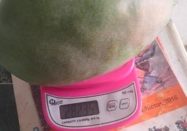 Eine der Riesen-Mangos, die in den letzten Tagen in La Axarquía geerntet wurden.