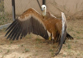 Im CREA werden verletzte Tiere aufgenommen und behandelt.