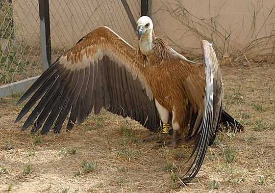 Im CREA werden verletzte Tiere aufgenommen und behandelt.