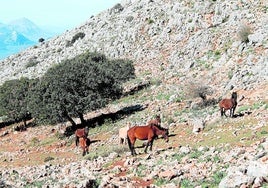 Diese Pferde bewegen sich frei in der Nähe der Lagune von San Jorge
