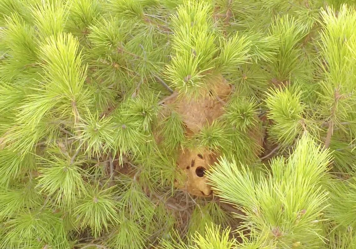 Das Velutina-Nest wurde in Alhaurín de la Torre gefunden.