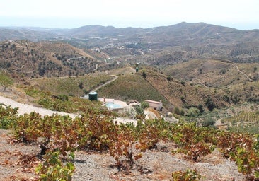 Weinberge in der Axarquía.