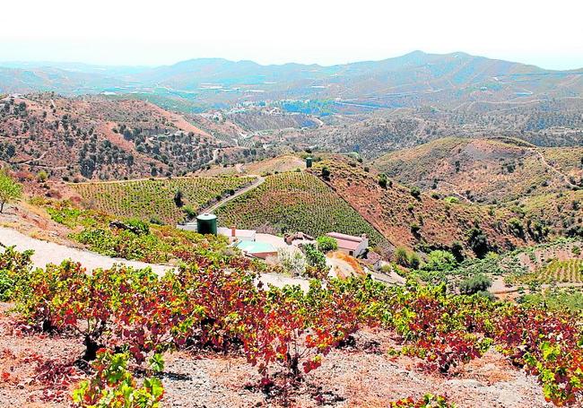 Weinberge in der Axarquía.
