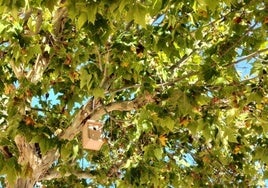 Ein im Baum angebrachter Nistkasten.