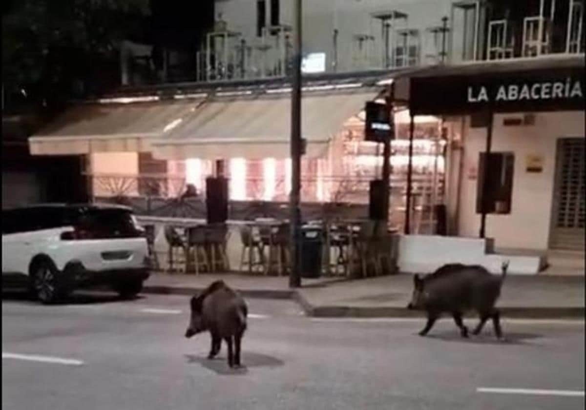 Wilde Schweine auf Erkundungstour in der Urbanisation Cerrado de Calderón.