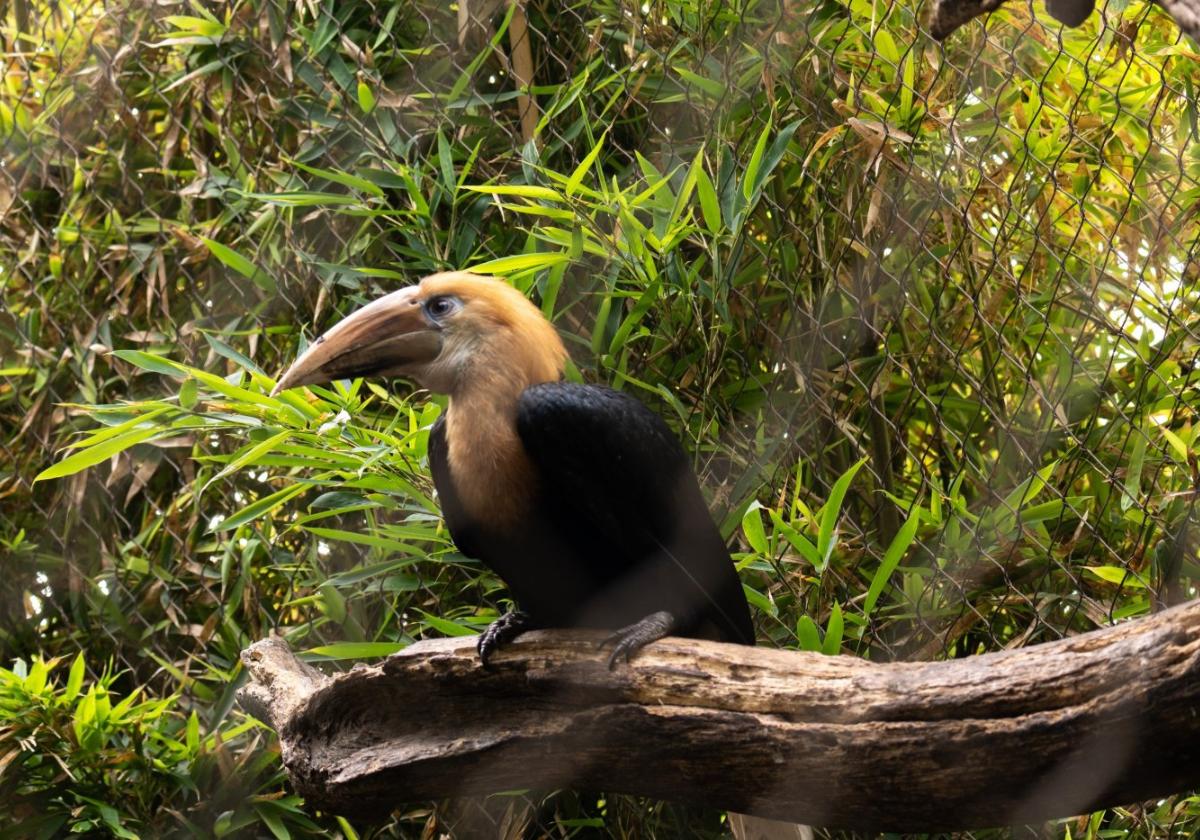 Bioparc Fuengirola hat Nachwuchs bei den Papuahornvögeln bekommen