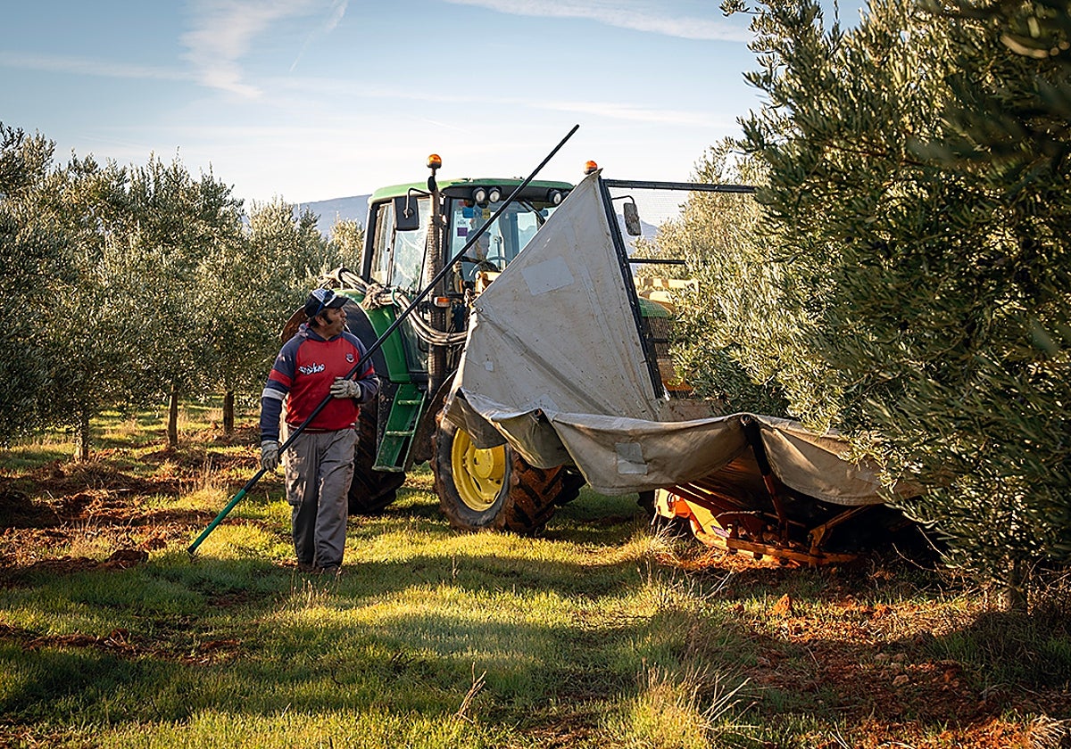 Antonio Olmo begleitet den Traktor, eine typische Szene während der Olivenernte auf einer Finca bei Campillos.