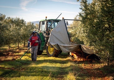 Antonio Olmo begleitet den Traktor, eine typische Szene während der Olivenernte auf einer Finca bei Campillos.