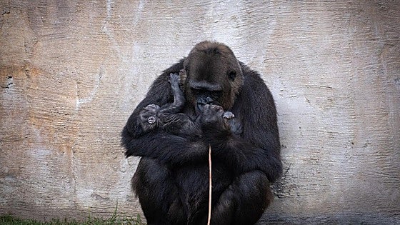 Gorillaweibchen Wefa mit ihrem Neugeborenen.