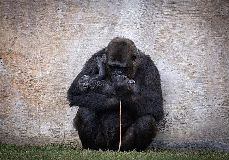 Gorillaweibchen Wefa mit ihrem Neugeborenen.