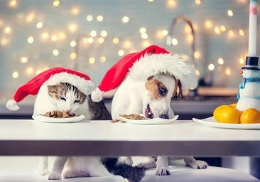 «Eine halbe Tafel Schokolade kann einen drei Kilo schweren Hund töten»