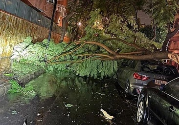Sturm hat in der Nacht zum Dienstag rund dreißig Zwischenfälle in der Provinz Málaga verursacht