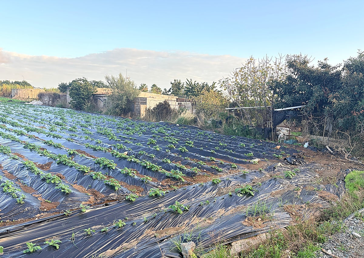 Imagen secundaria 1 - Oben Blick auf die Vega de Maro vom alten Wachturm; unten Grundstücke in der Region.